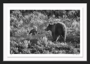 Infrared photography; Black & White; Grand Tetons; Wyoming; grizzly bear; bear cubs; cute; mother; 