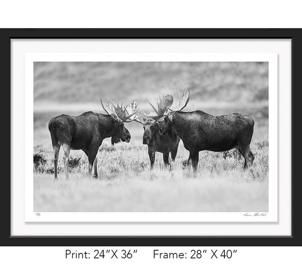 Graham Hobart, Infrared, Black and White, American West, Wyoming, Moose, fight, Bull, Grand Tetons
