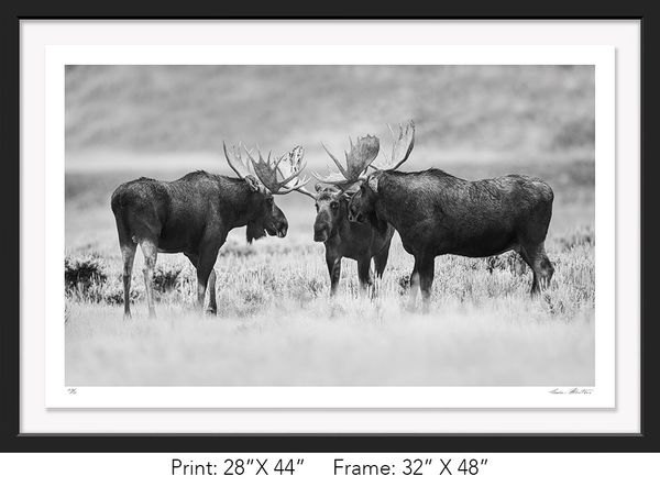 Graham Hobart, Infrared, Black and White, American West, Wyoming, Moose, fight, Bull, Grand Tetons