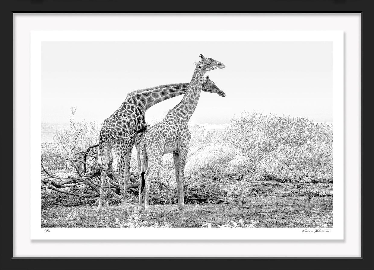 Tanzania; Lake Manyara NP; Black and white; Masai giraffe; Infrared; fight; bull, Graham Hobart