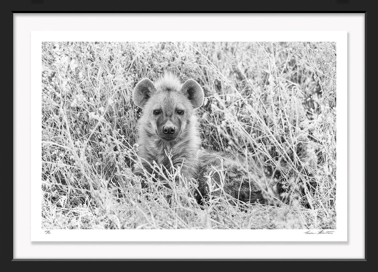 Tanzania; Ngorongoro Crater; Black and white; Hyena; Infrared; Graham Hobart; Cub, Cute, photography