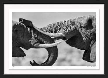 Africa; Tanzania; Tarangire National Park; African elephant; Loxodonta africana; Fight; Musth; Wildl