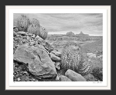 Infrared photography; black & white; Grand Canyon National Park; Arizona; Bright Angel Trail; Cactus