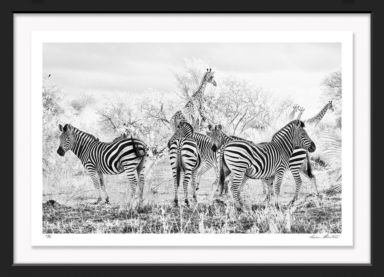 South Africa; Krueger National Park; Black and white; giraffe; Infrared; zebra; shade, Graham Hobart