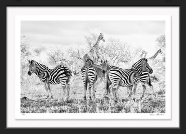 Africa; South Africa; Kruger National Park; Burchells Zebra; Equus burchellii; Giraffe; South Africa