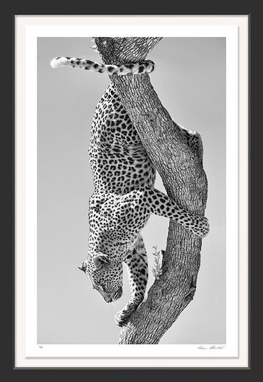 Africa; South Africa; Black and white; Fine art; Infrared; Nature; Photography; African leopard; Leo