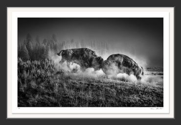 Infrared photography; black & white; Yellowstone; Hayden Valley; Bison; rut; fight; fog; power, dust