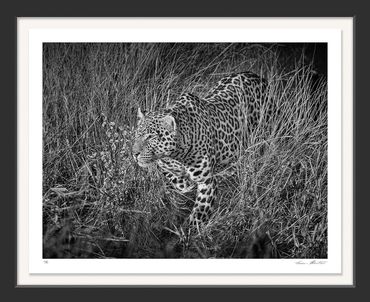 Africa; Wildlife; Leopard; Panthera pardus pardus; Ruaha National Park; Tanzania; Black and White; I