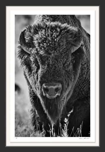 Infrared; black & white; Yellowstone; Lamar Valley; American Buffalo; Bison; Bison Rut; close; angry