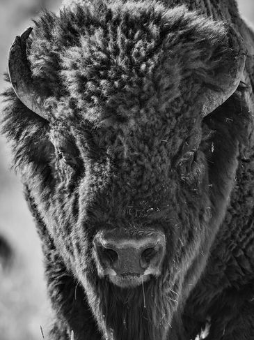 Graham Hobart, bison bull, close encounter, infrared, photography, Yellowstone, black and white, 