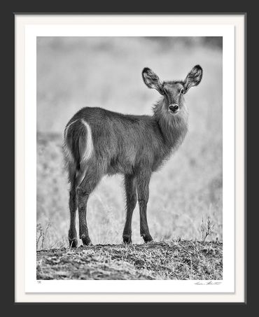 Africa; Wildlife; Waterbuck (Kobus ellipsiprymnus); Tarangire National Park; Tanzania; Black and Whi