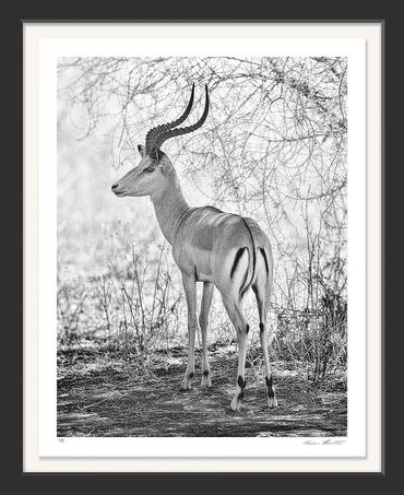 Impala; Aepyceros Melampus; Africa; Tarangire National Park; Tanzania; Infrared; Wildlife; Photograp