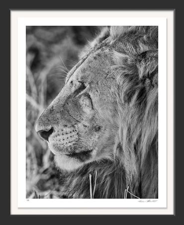 Infrared; Africa; Black and white; Fine art; Nature; Photography; African Lion; Panthera leo; Tarang