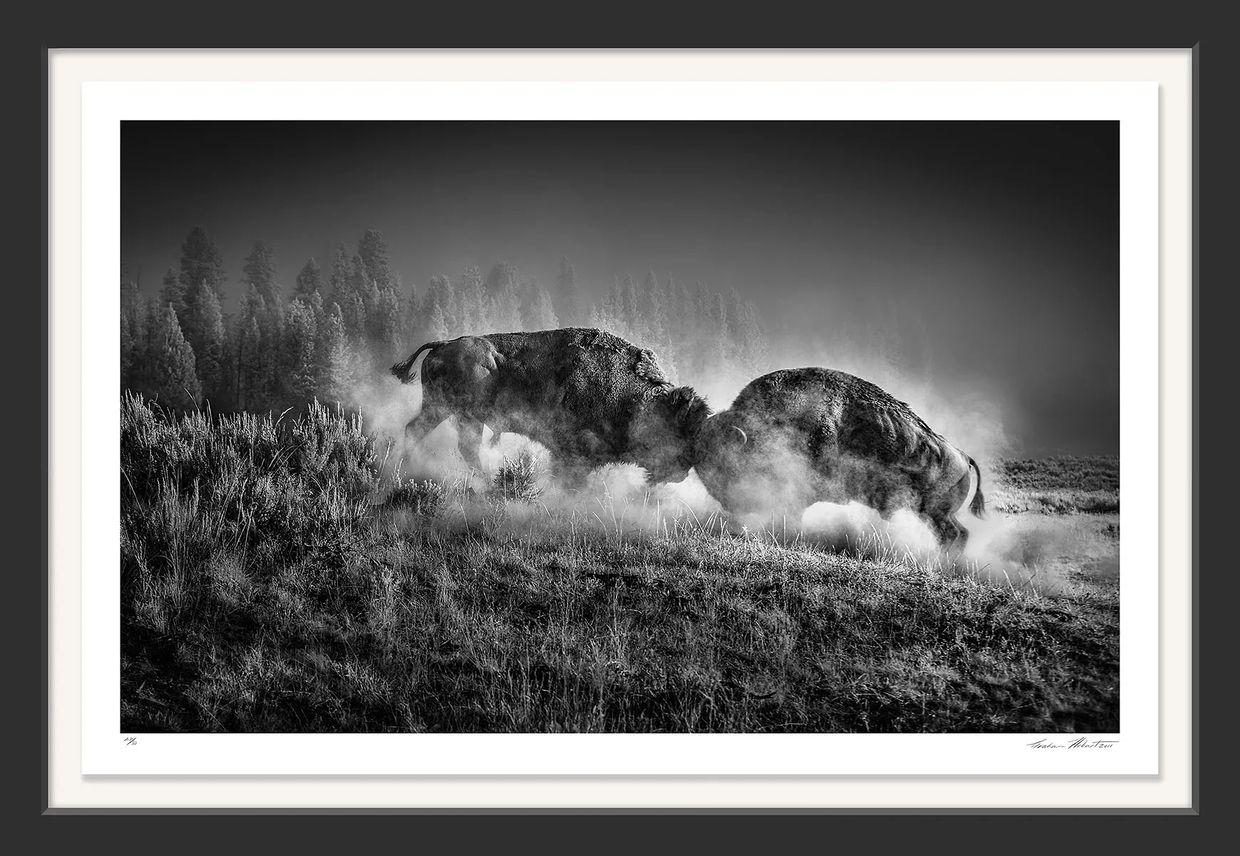 Graham Hobart, Yellowstone, Infrared, Black and White, American West, WY, Bison Rut, fight, wildlife