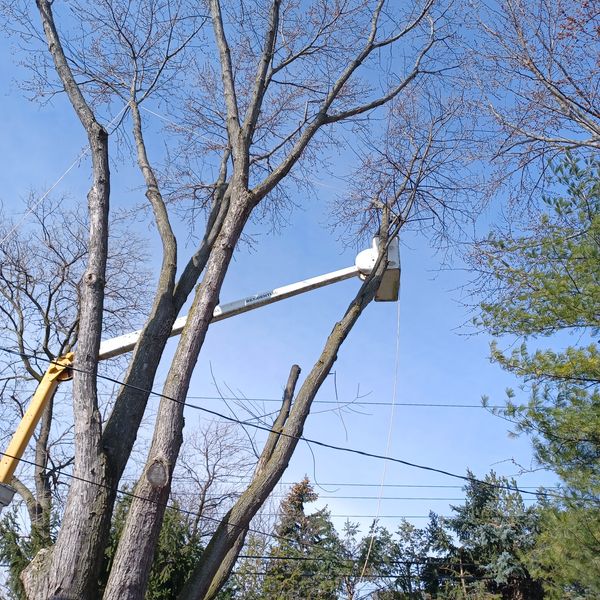 Don't let dead or dangerous tree's threaten your home or property. 