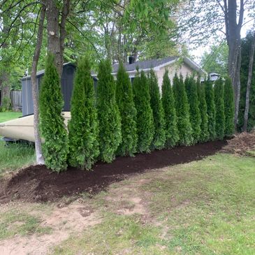 Freshly planted row of evergreen trees with dark soil in a backyard.
