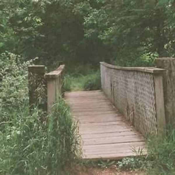A wooden bridge leading into a deep forest of trees
