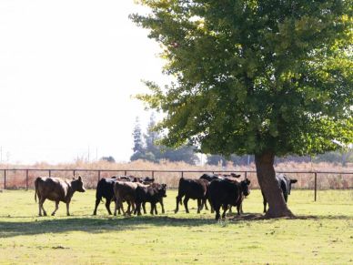 Group of cows standing near a tree in a field.