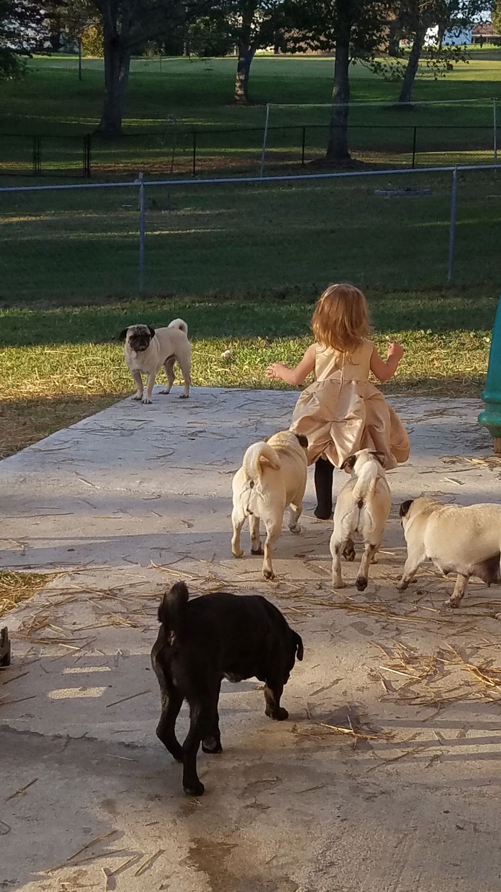 Pugs are wonderful family pets