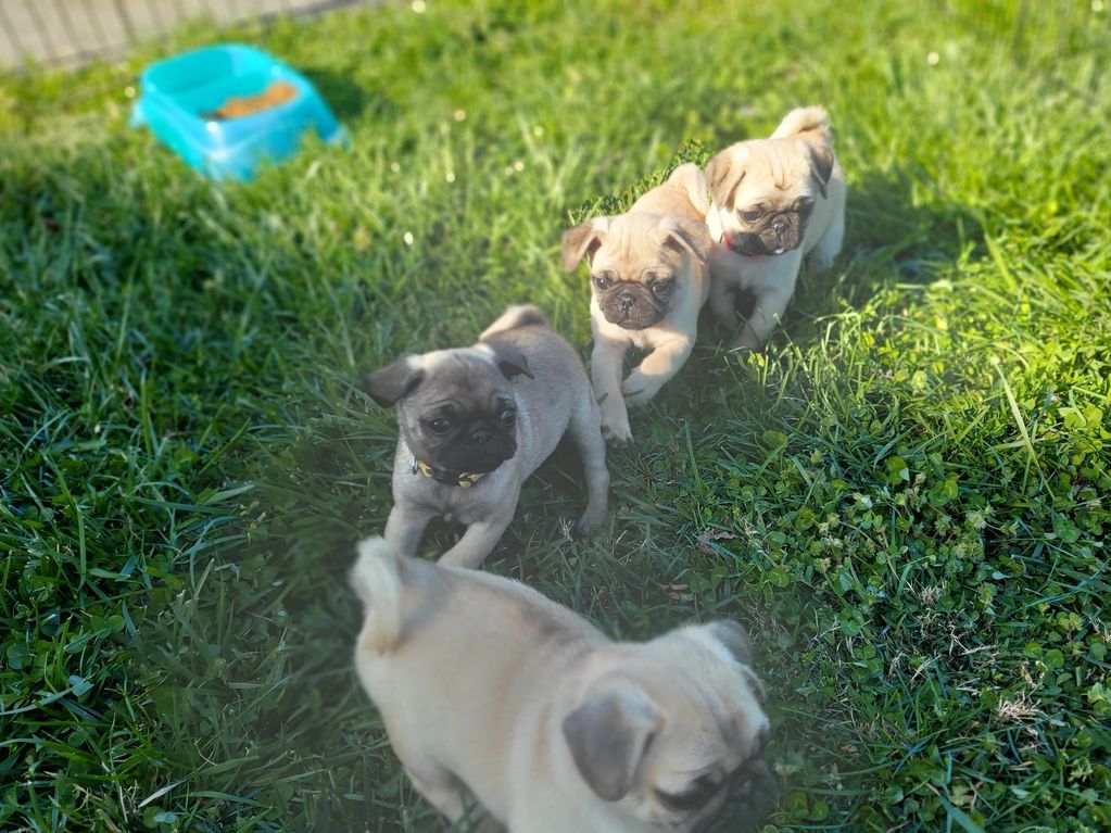 Baby pugs in the sun