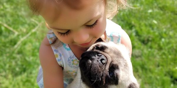 Bring home a new best friend, pugs are so loving you will wonder how you ever lived before getting o