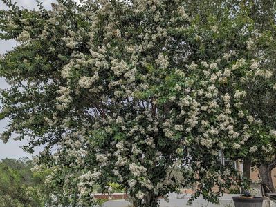 Tree with white flowers