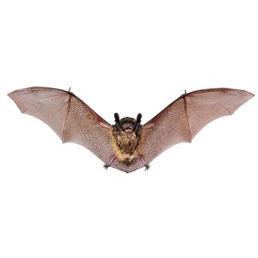 Bat Removal