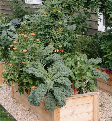 A raised garden bed filled with lush leafy greens, flowers, and cherry tomatoes.