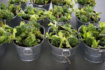 Multiple metal buckets filled with green leafy plants on a gray surface.
