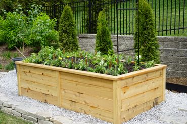 Raised wooden garden bed filled with growing plants and herbs in a backyard.