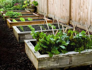 Wooden raised garden beds with growing leafy greens along a wooden fence.