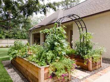 Raised garden beds with lush plants and flowers in a backyard setting.