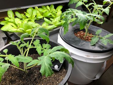 CCi Gardening Connections