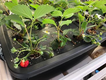 CCi Gardening Connections