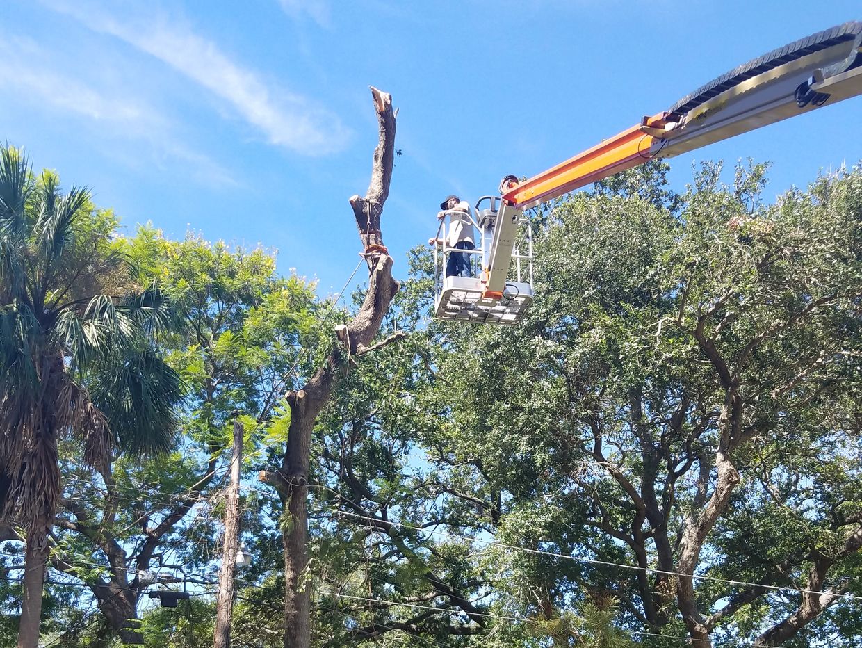 Tree worker in a driveable lift in front of a tree stem maneuvering to remove more wood from the tre