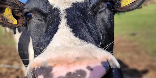 Close-up of a black and white cow's face in a field.