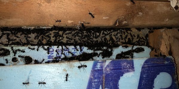 A large number of black ants crawling on wood and foam.
