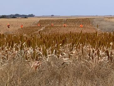 Guided South Dakota Pheasant Hunts