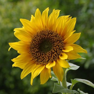 lighten your life to face the sun
