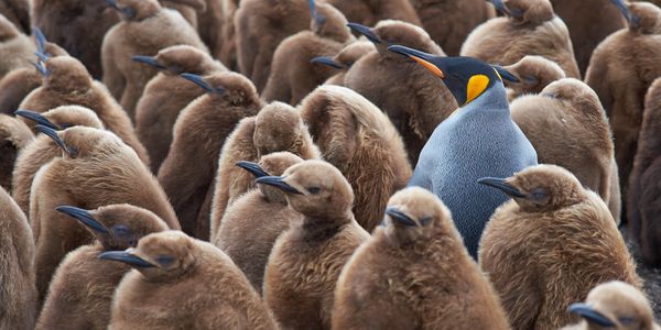 A single adult king penguin stands among many brown fluffy chicks.
