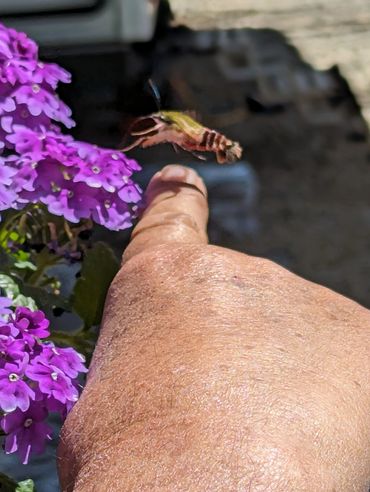 A bee hovers near vibrant purple flowers and a person's finger.