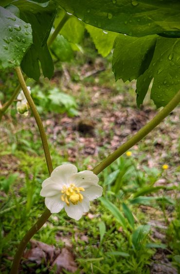 Close-up of a delicate white flower with yellow center and raindrops on green leaves.