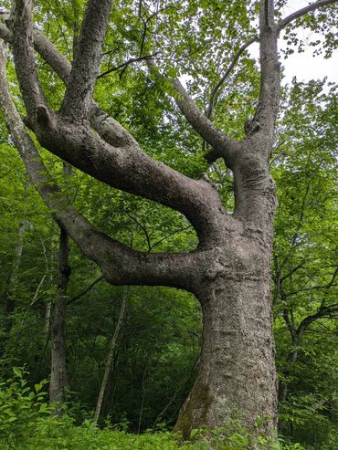 Large old tree with thick branches in a lush green forest.