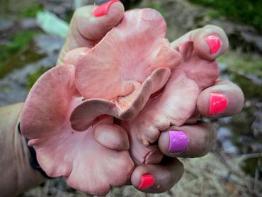 Hand holding pinkish mushrooms with colorful nails outdoors.