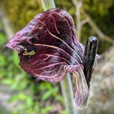 Close-up of a dark purple flower with intricate veins and a black spadix.