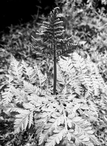 Close-up of a fern leaf with spore clusters in black and white.