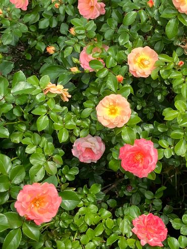 Beautiful Scents and Surround you with AnnaKateGiftsandMonogramming.com