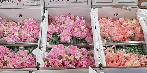 Pratley Flowers and Plants Wholesale supplier of fresh flowers and plants across the South East