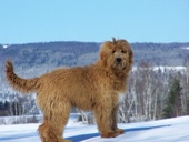Passiongoldendoodle