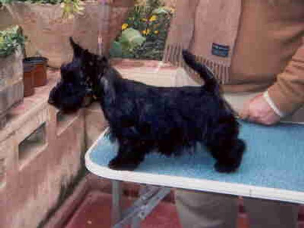 "Brownie" as a pup in Chile